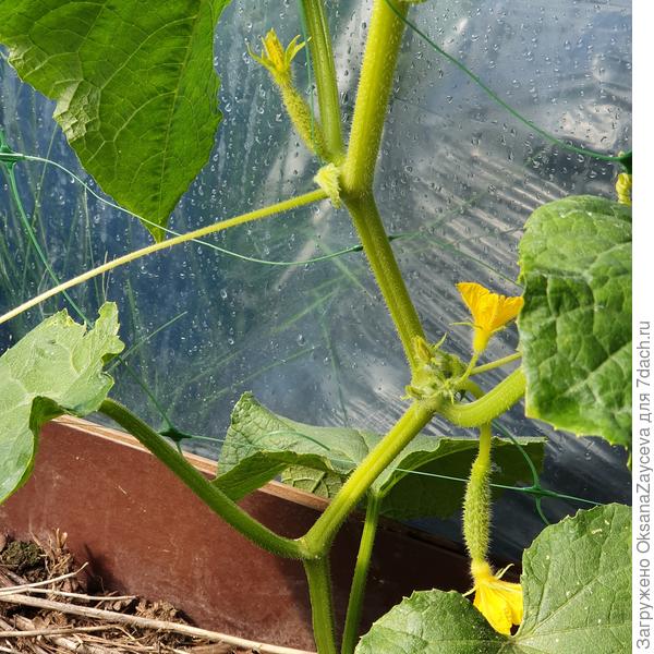 14 июля, Ага, попались! Первые завязи!