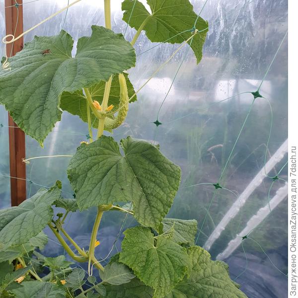 29 июля, второй Змей все еще киснет, чахнет и отстает