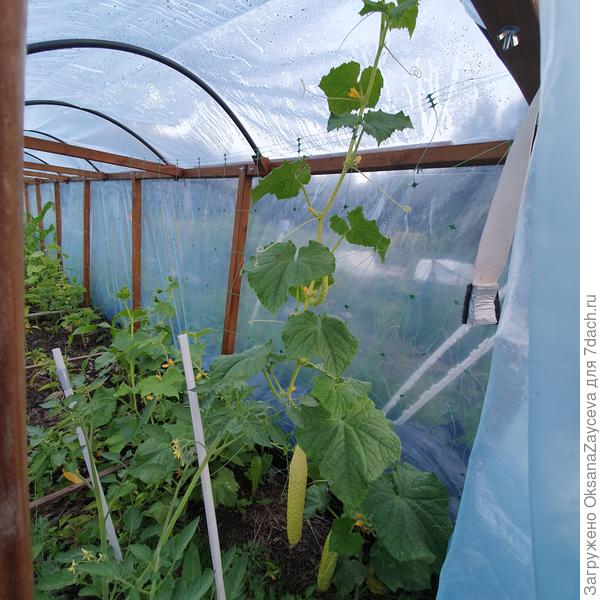 29 июня, ближний Змей с плодами видно, что отлично разросся. Второй явно отстает