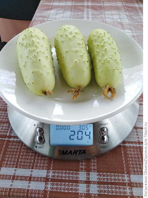 Сладкий хруст