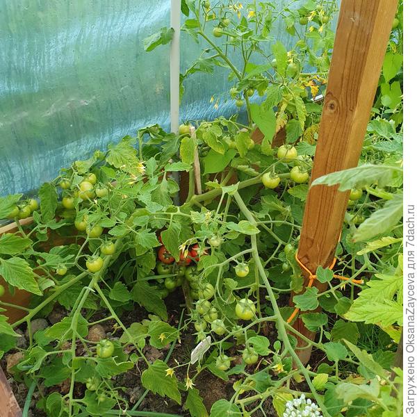 30 июля, куст из пасынка