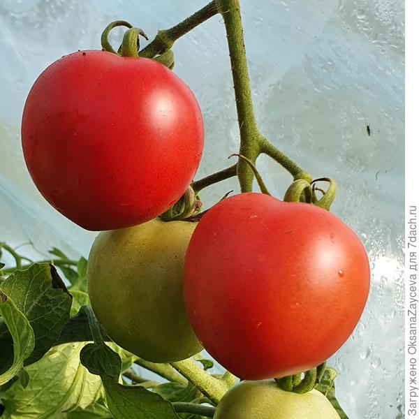 9 сентября Сладкие сердечки