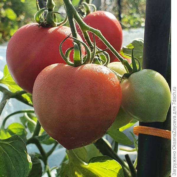 9 сентября Сладкие сердечки