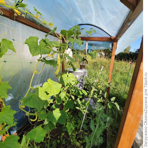 11 августа Белый змей