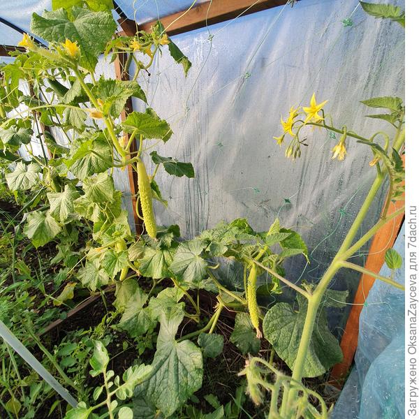 1 сентября Белый змей