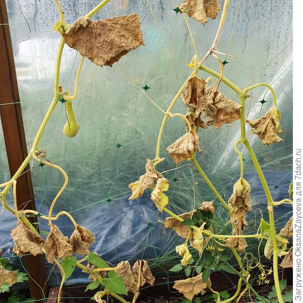 22 сентября Белый змей