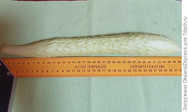 10 августа Белый змей