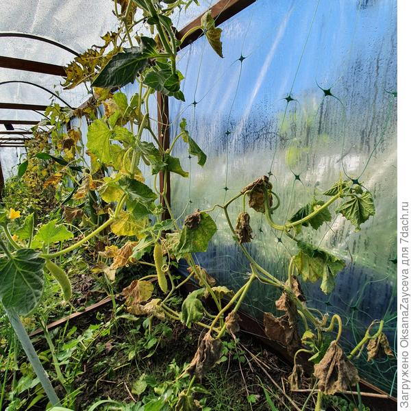 14 сентября Белый змей