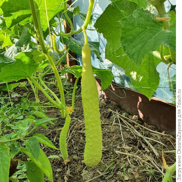 11 августа Белый змей