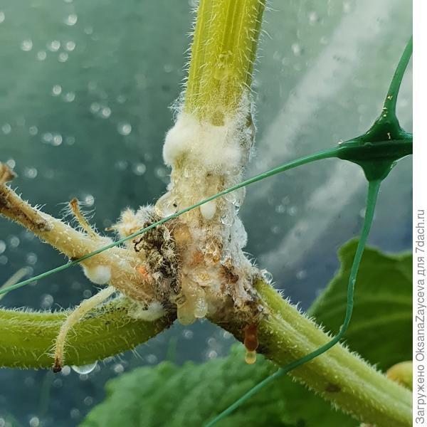 14 августа Белый змей