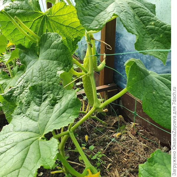 7 августа Белый змей