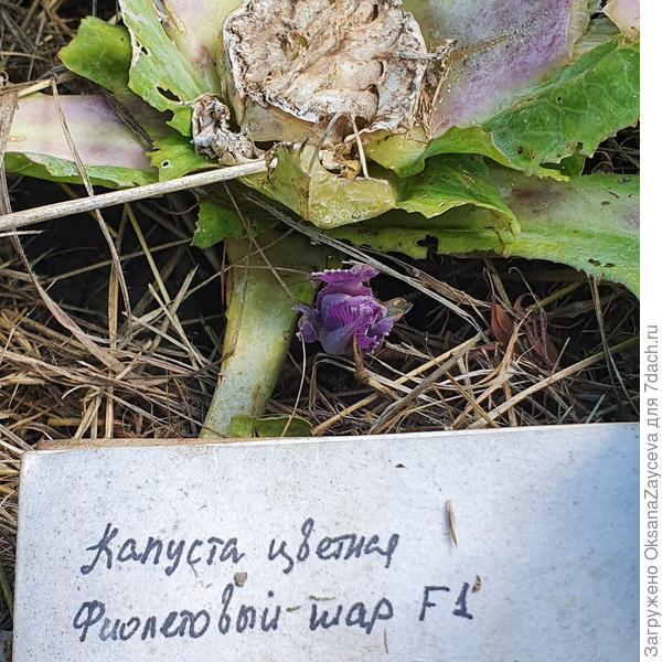 7 августа. На срезанной капусте
