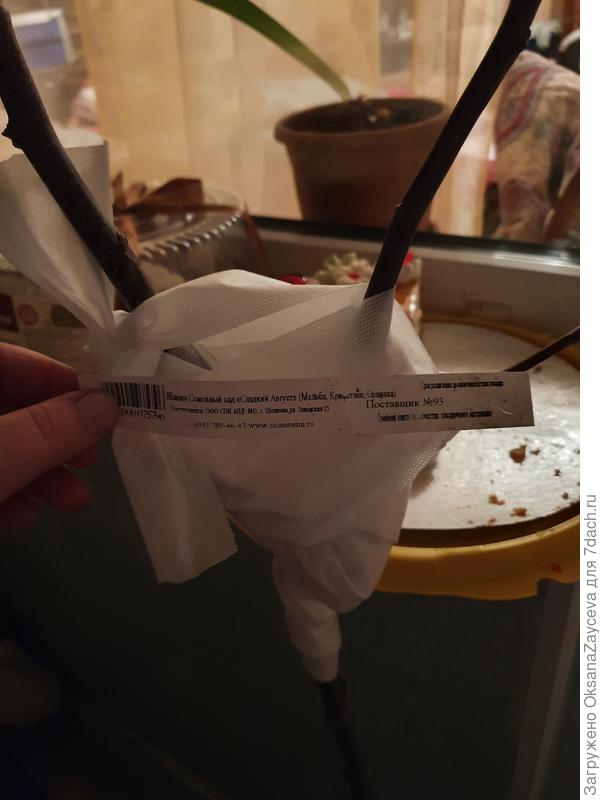 Перед отправкой, еще не обрезанные, зато укрепила бинтами прививки, чтобы не сломать ненароком