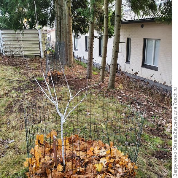 Сегодня летняя яблонька