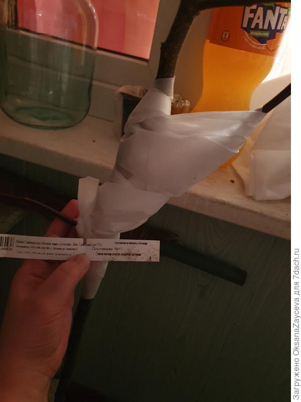 Перед отправкой, еще не обрезанные, зато укрепила бинтами прививки, чтобы не сломать ненароком