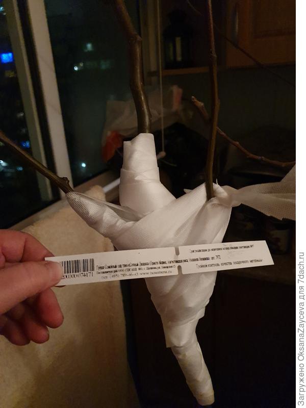 Перед отправкой, еще не обрезанные, зато укрепила бинтами прививки, чтобы не сломать ненароком