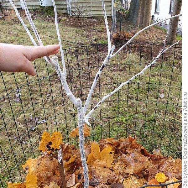 Вот на этот уровень были обрезаны ветки, видны столбики срезов. А еще хорошо видны места прививок