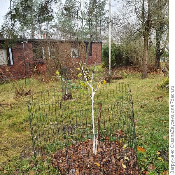 А это сегодня груша