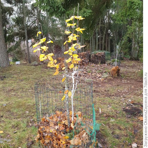 Сегодня зимняя яблонька