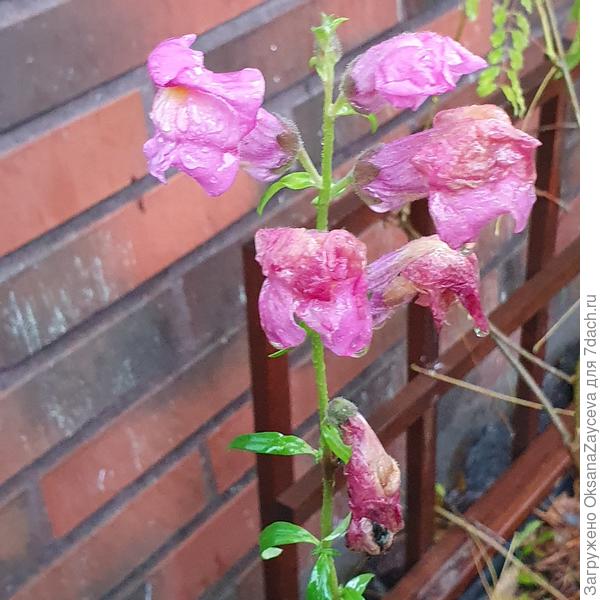 ЗЁвки помялись от дождя, но цветут