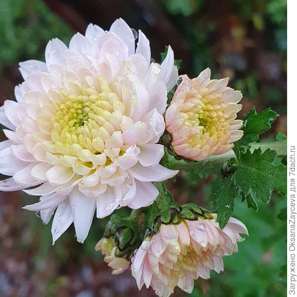 Дубочки Татьянины прямо красотки!!!