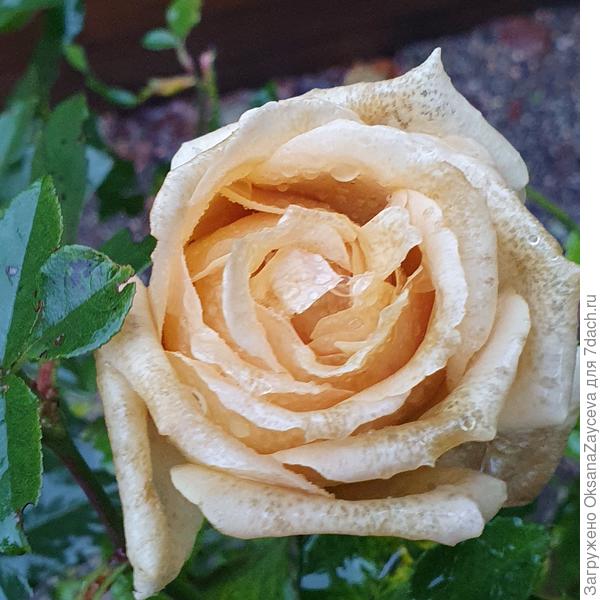 Розы не в курсе, что уже ноябрь