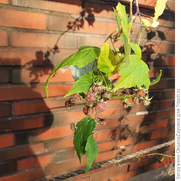 Малина, это вчера на солнышке. Парпл джевел не ремонтантная, но вот те нате!