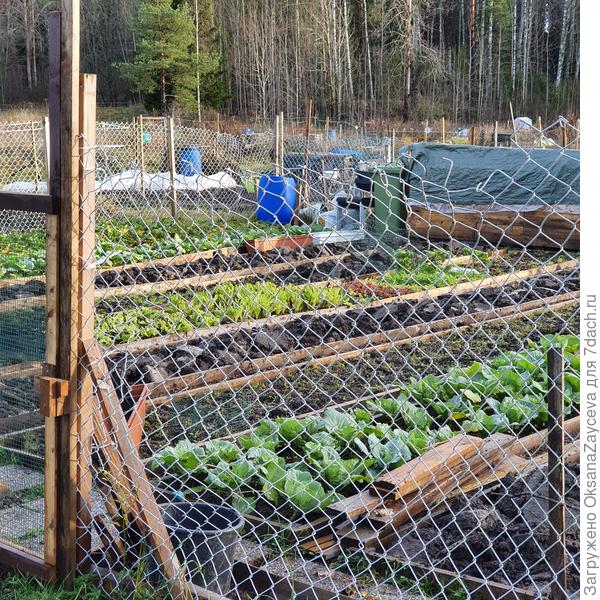 На огородах зеленеют грядки. Да и у меня еще 5 качанчиков и пара романесков цветной капусты еще сидят, растут дальше