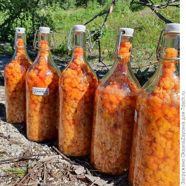 Золотой запас! Приехал этим летом из Норвегии