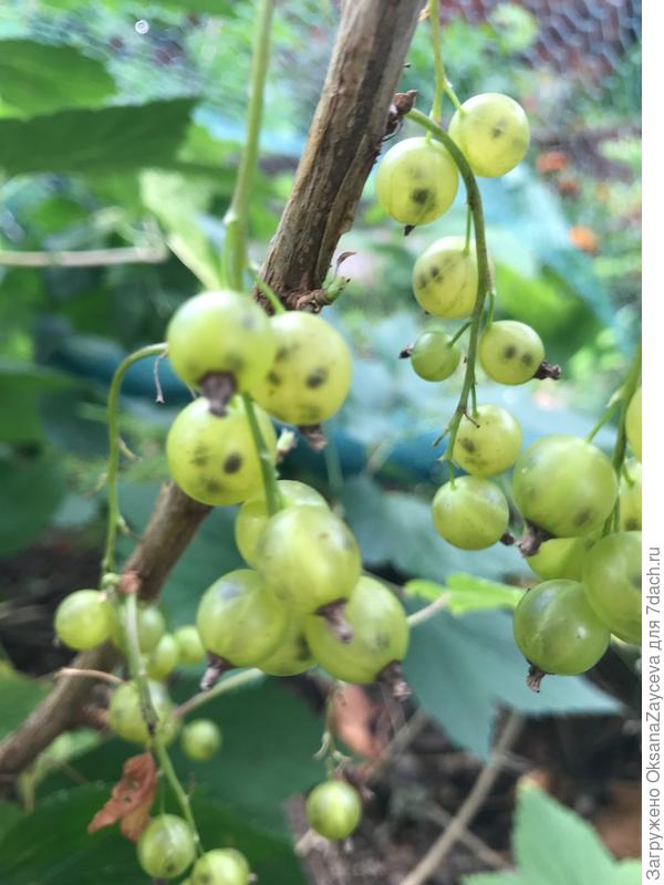 Зеленая стала прозрачной, значит поспела