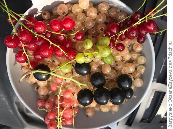 Парад в одной миске