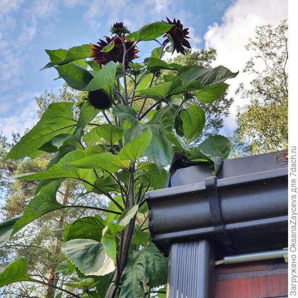 Подсолнухи из Казахстана :)