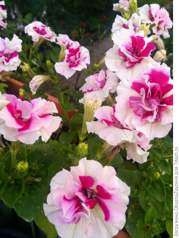 Уже не помню кто это, 2018 год