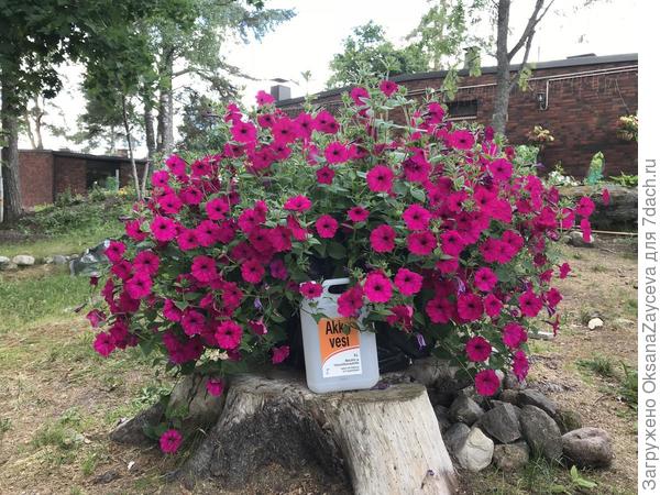 Посадите ампель в ОГ или хотябы в 100литров и она вас удивит :)