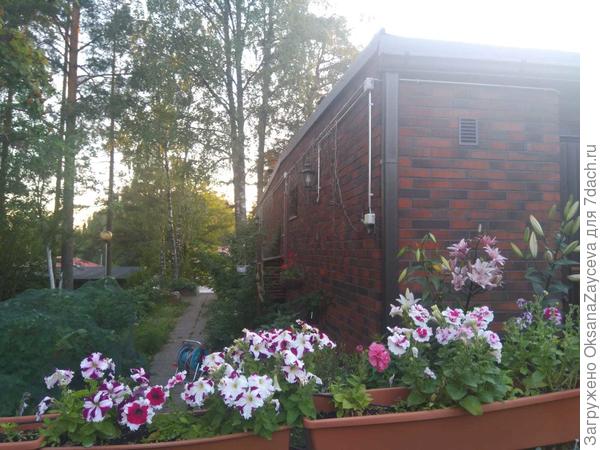 Прекрасно живут в ящиках