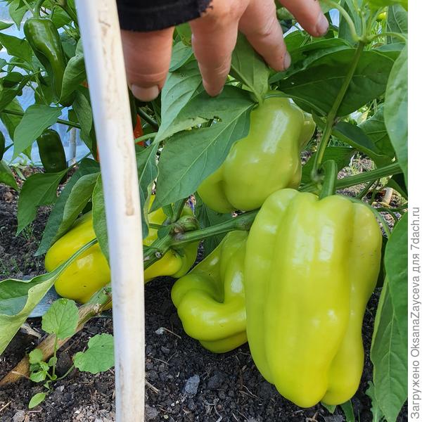 Прекрасные перцы выросли из упаковки Премиум класса :)