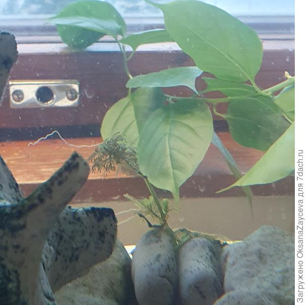 То что осталось от водного &amp;quot;укропа&amp;quot;