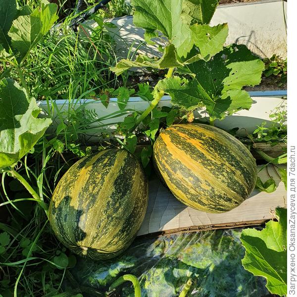 Вот тыковки на полиэтилене растут. И сорняки видны, да не мешали как видите