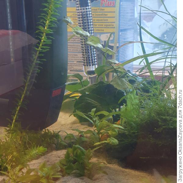 Часть живут просто в песке, привязанными к палочкам удобрятельным. Мох отлично на кокосе прижился. Крупные нимфея и что то похожее на заднем плане в горшках под камнями...