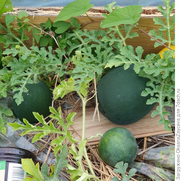 Арбузное разнообразие