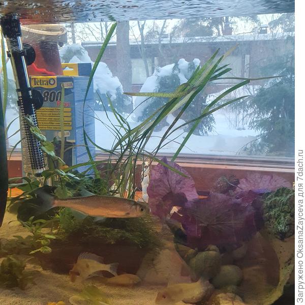 С левой стороны в очновном растюхи