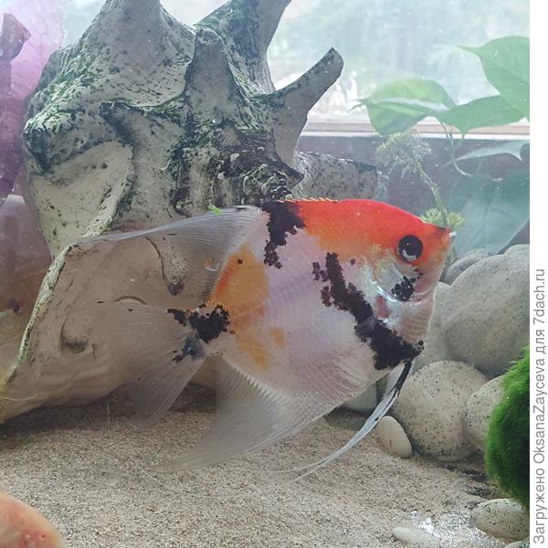 Мой любимчик! Красавец Пикассо :)