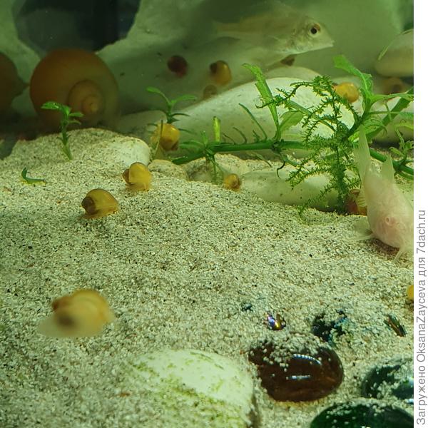 Мой белый Корик - Жорик случайно в кадр попал :)