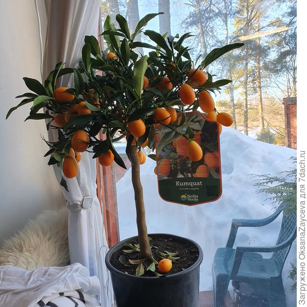 Новобранец