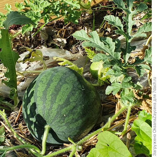 Один из первых