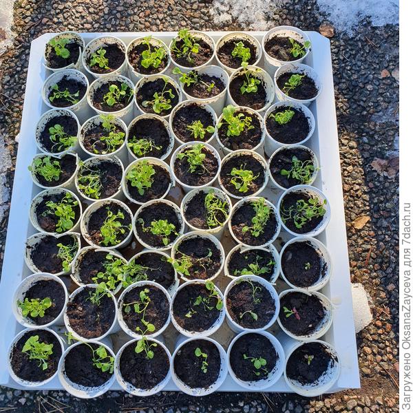 Распикировала лобелию, первый раз за 5 лет ВОВРЕМЯЯЯ!!!