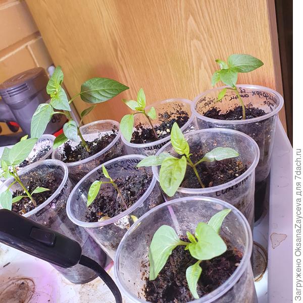 Перчиндосики