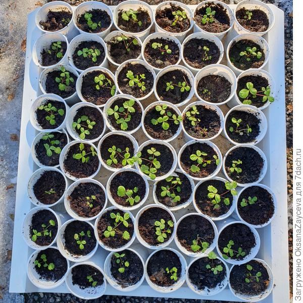 Таких 2, третий на подходе..