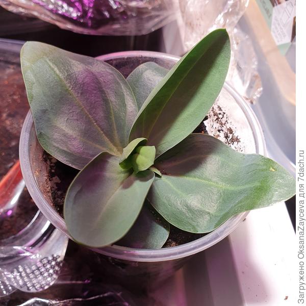 Эустомкинс из 3х стареньких