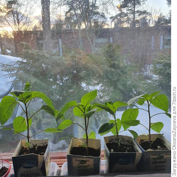 Перчики уже не лезут, ушли на окошко